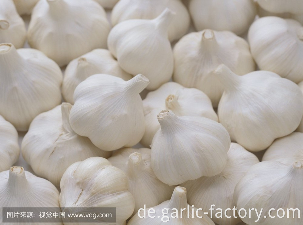 Best quality bulk Fresh Natural Garlic